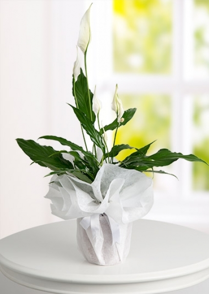 Spathiphyllum Barış Saksı Çiçeği